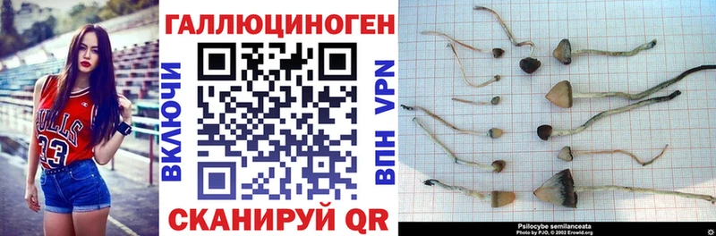 закладка  Чехов  дарк нет наркотические препараты  Псилоцибиновые грибы GOLDEN TEACHER 